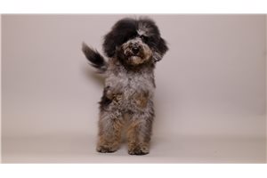 Hermes - Poodle, Toy for sale