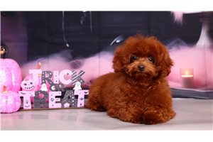 Chester - Toy Poodle for sale