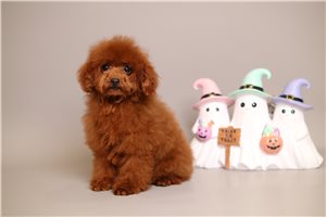 Georgia - puppy for sale