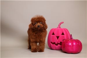 Gabriel - puppy for sale