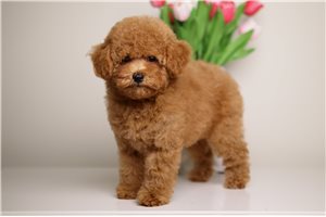 Henry - Poodle, Toy for sale