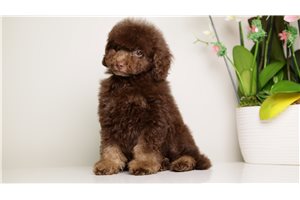 Brent - Toy Poodle for sale