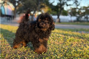 Matthew - Poodle, Toy for sale
