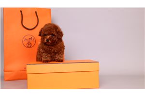 Chaz - Toy Poodle for sale