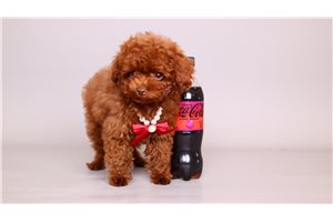 Nano - Poodle, Toy, placed in Ft Myers / SW Florida