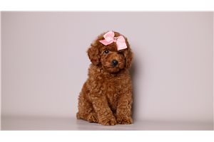 Ava - puppy for sale