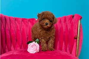 Parka - Toy Poodle for sale