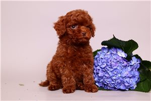 Nano - Poodle, Toy for sale