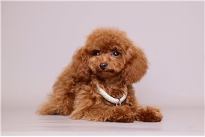 Mika - puppy for sale