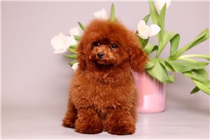 Mika - Poodle, Toy for sale