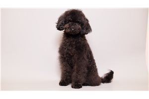 Aiden - Poodle, Toy for sale