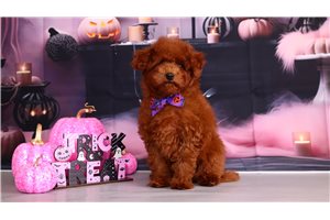 Parka - Toy Poodle for sale