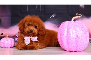 Chaz - Toy Poodle for sale