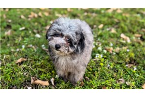 Hera - puppy for sale