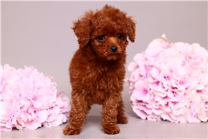 Nadia - Poodle, Toy for sale