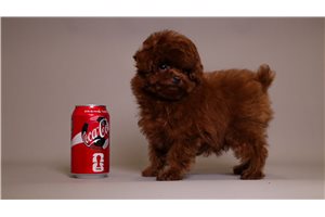 Avery - puppy for sale