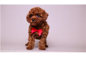 Sean - Poodle, Toy for sale