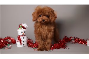 Riot - puppy for sale