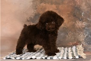 Ford - Poodle, Toy for sale