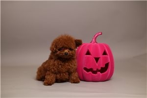 Gianna - puppy for sale