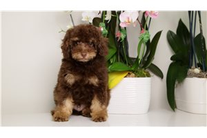 Bernard - Toy Poodle for sale