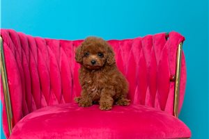 Parley - puppy for sale