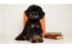 Matthew - Poodle, Toy for sale