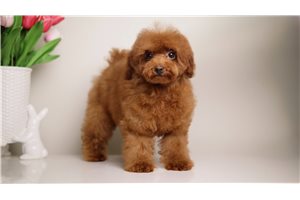 Charlize - Poodle, Toy for sale