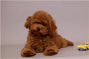 Tycho - Poodle, Toy for sale