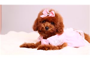 Rouge - Poodle, Toy for sale