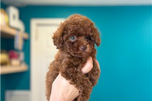 Pandora - puppy for sale