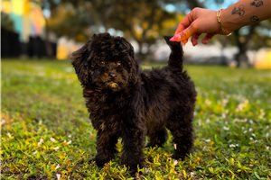 Hannah - puppy for sale