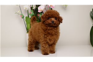 Hannah - Poodle, Toy for sale
