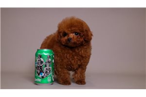Asher - Poodle, Toy for sale