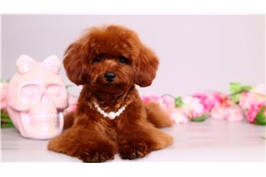 Rouge - Toy Poodle for sale