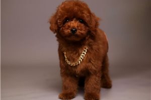 Evan - puppy for sale
