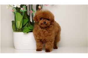 Asher - puppy for sale