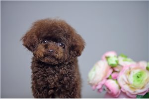 Stewie - Poodle, Toy for sale