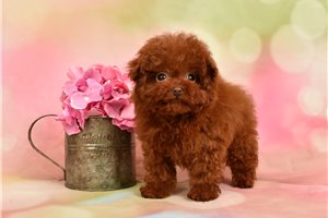 Amelia - puppy for sale