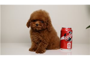 Dylan - Poodle, Toy for sale