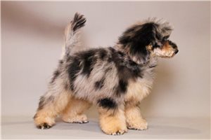 Maria - puppy for sale