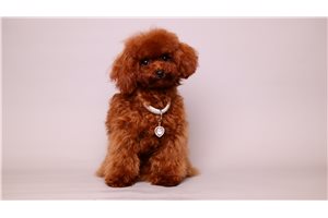 Rima - Poodle, Toy for sale
