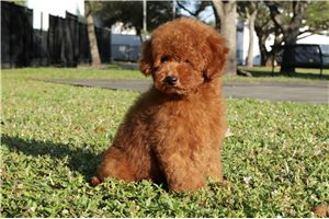 Felix - Poodle, Toy for sale