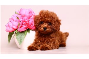 Rouge - Poodle, Toy for sale