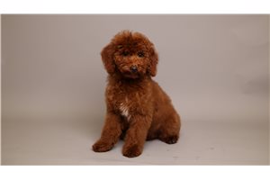 Elvis - puppy for sale