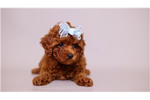 Rouge - Poodle, Toy for sale