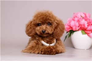 Riley - puppy for sale