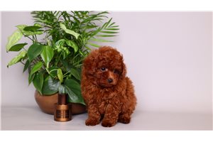 Chester - Toy Poodle for sale