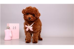 Nahla - Poodle, Toy for sale