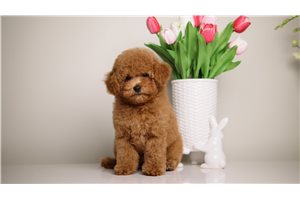 Henry - puppy for sale